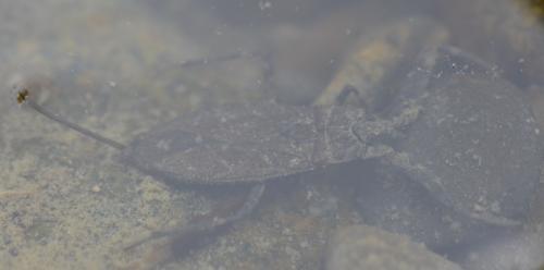 Réf. 280 546 : Nepa cinerea
